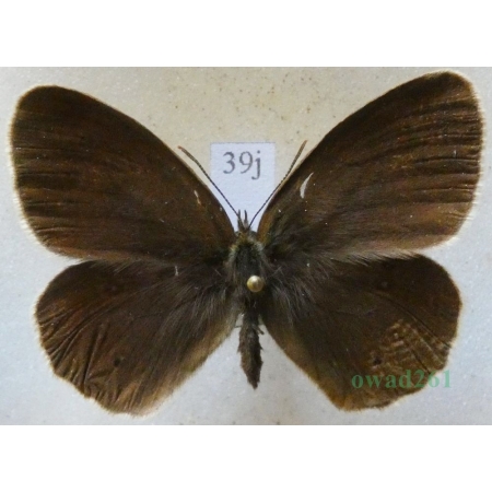 Aphantopus hyperantus (Linnaeus, 1758) male Przestrojnik trawnik Czech39j